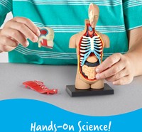 Learning Resources - Anatomy Model - Human Body-2
