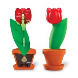 Learning Resources - Cross-Section Flower Model