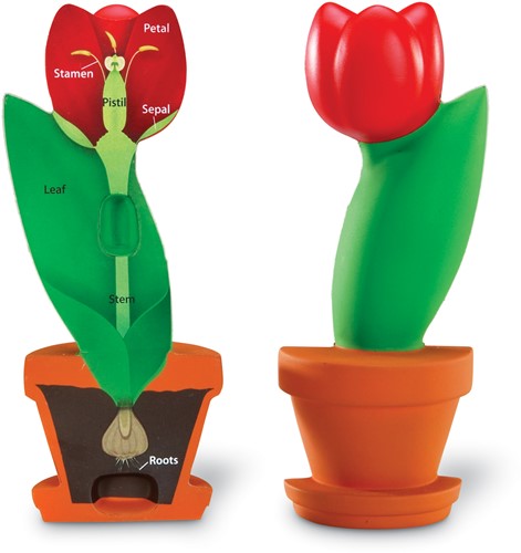Learning Resources - Cross-Section Flower Model