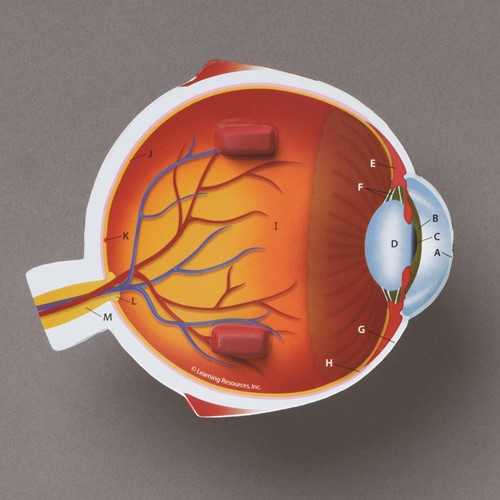 Learning Resources - Cross-Section Eye Model-3