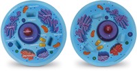 Learning Resources - Cross-Section Animal Cell Model-2
