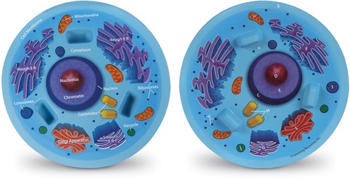 Learning Resources - Cross-Section Animal Cell Model-2