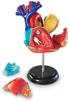Learning Resources - Anatomy Model - Heart-2
