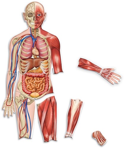 Learning Resources - Double-Sided Magnetic Human Body
