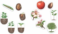 Learning Resources - Giant Magnetic Plant Life Cycle