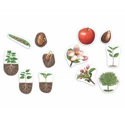 Learning Resources - Giant Magnetic Plant Life Cycle