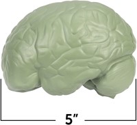 Learning Resources - Cross-Section Human Brain Model-2