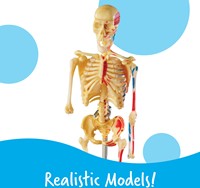 Learning Resources - Anatomy Model Bundle-3