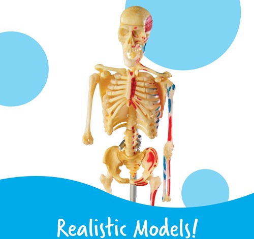 Learning Resources - Anatomy Model Bundle-3