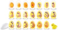 Learning Resources - Chick Life Cycle Exploration Set