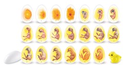 Learning Resources - Chick Life Cycle Exploration Set