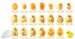 Learning Resources - Chick Life Cycle Exploration Set