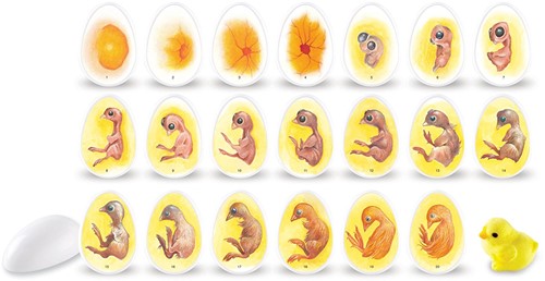 Learning Resources - Chick Life Cycle Exploration Set
