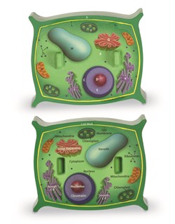 Learning Resources - Cross-Section Plant Cell  Model