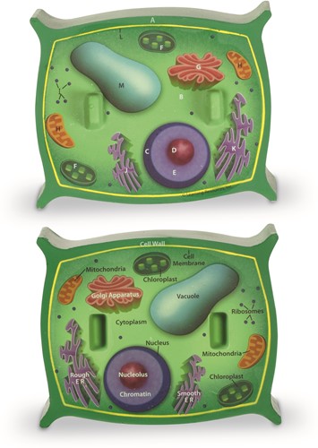 Learning Resources - Cross-Section Plant Cell  Model