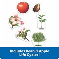 Learning Resources - Giant Magnetic Plant Life Cycle-2