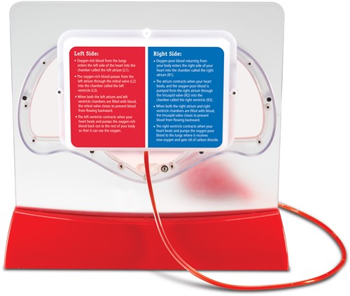 Learning Resources - Pumping Heart Model-3