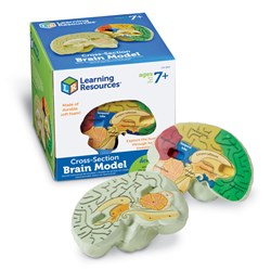 Learning Resources - Cross-Section Human Brain Model