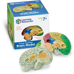 Learning Resources - Cross-Section Human Brain Model