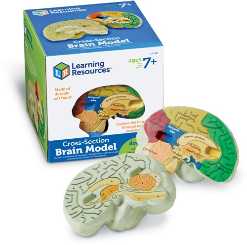 Learning Resources - Cross-Section Human Brain Model