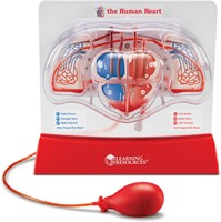 Learning Resources - Pumping Heart Model