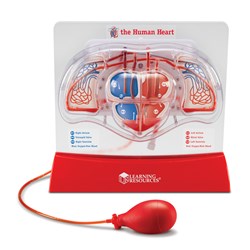 Learning Resources - Pumping Heart Model