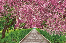 Diamond Dotz - Springtime Meander