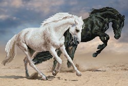 Diamond Dotz - Horse Play