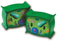 Learning Resources - Cross-Section Plant Cell  Model-2