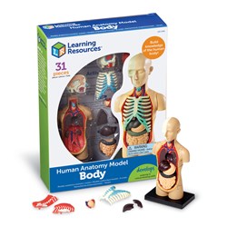 Learning Resources - Anatomy Model - Human Body