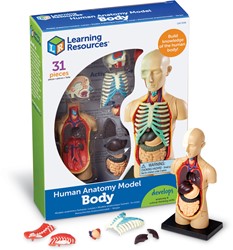 Learning Resources - Anatomy Model - Human Body