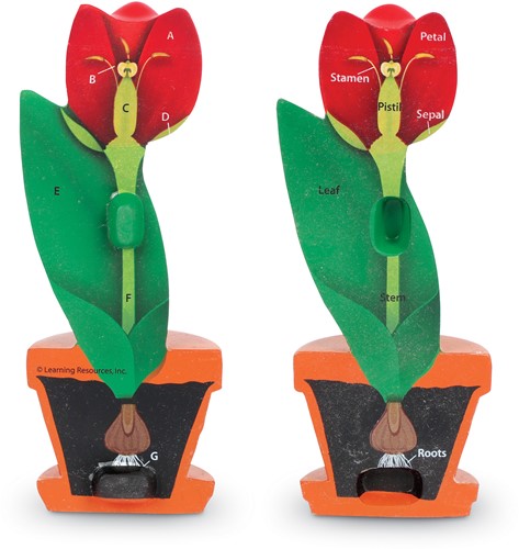 Learning Resources - Cross-Section Flower Model-2