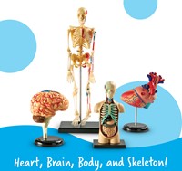 Learning Resources - Anatomy Model Bundle-2
