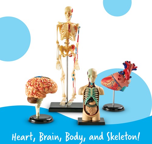 Learning Resources - Anatomy Model Bundle-2