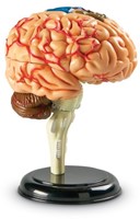Learning Resources - Anatomy Model - Brain-3