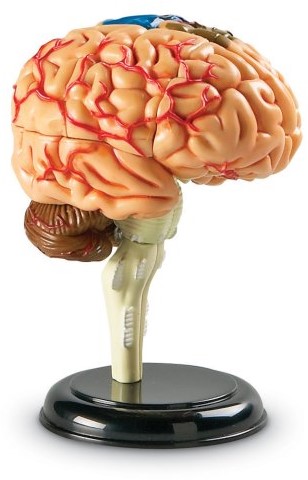 Learning Resources - Anatomy Model - Brain-3