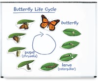 Learning Resources - Giant Magnetic Butterfly Life Cycle
