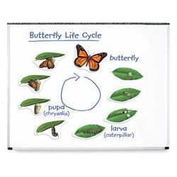 Learning Resources - Giant Magnetic Butterfly Life Cycle