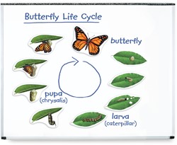 Learning Resources - Giant Magnetic Butterfly Life Cycle