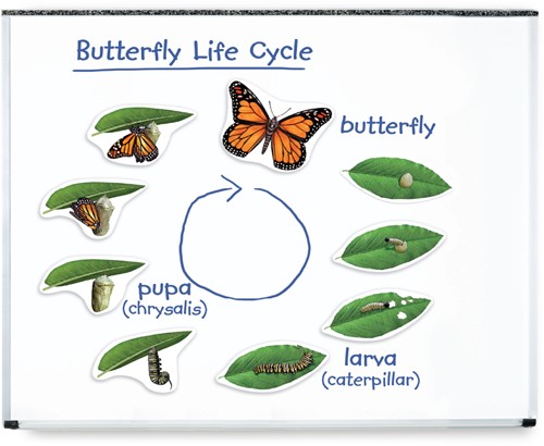 Learning Resources - Giant Magnetic Butterfly Life Cycle