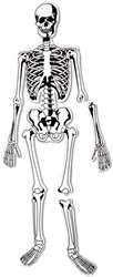 Learning Resources - Skeleton Foam Floor Puzzle