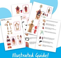 Learning Resources - Anatomy Model - Human Body-3