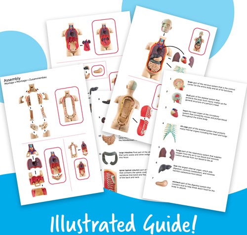 Learning Resources - Anatomy Model - Human Body-3