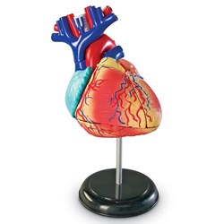 Learning Resources - Anatomy Model - Heart