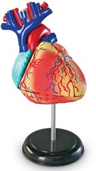Learning Resources - Anatomy Model - Heart